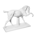 Гипсовая фигура анатомическая: ЛОШАДЬ (конь анатомический), 21 х 59 х 43 см - фото 9742995