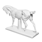 Гипсовая фигура анатомическая: ЛОШАДЬ (конь анатомический), 21 х 59 х 43 см - Фото 4