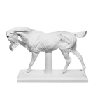 Гипсовая фигура анатомическая: ЛОШАДЬ (конь анатомический), 21 х 59 х 43 см - Фото 5