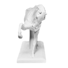 Гипсовая фигура анатомическая: ЛОШАДЬ (конь анатомический), 21 х 59 х 43 см - Фото 7