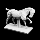 Гипсовая фигура анатомическая: ЛОШАДЬ (конь анатомический), 21 х 59 х 43 см - Фото 8
