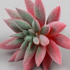 Искусственный суккулент для создания флорариума "Эхеверия Руби" d=8,8 см - Фото 3