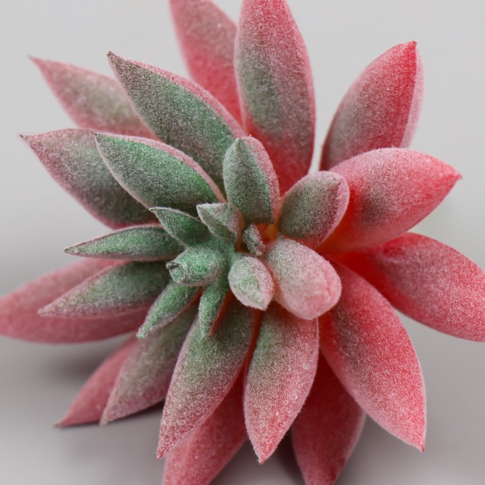 Искусственный суккулент для создания флорариума "Эхеверия Руби" d=8,8 см