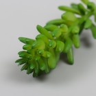 Искусственный суккулент для создания флорариума "Очиток Моргана"набор 4 шт 6х11 см (комплект 2 шт) - фото 23929003