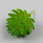 Искусственный суккулент для создания флорариума "Молодило" d=4 см - Фото 3