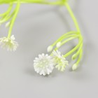 Искусственное растение для творчества "Цикорий" набор 8 шт белый 10 см - фото 11265663