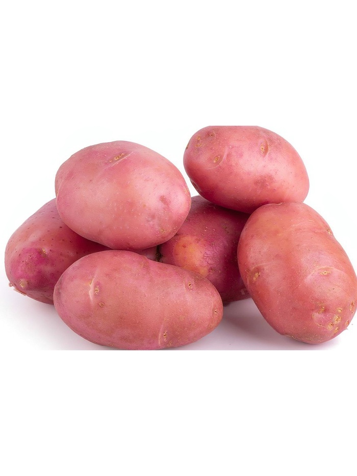 Семенной Картофель "Аляска", элита 2,5 кг - Фото 1