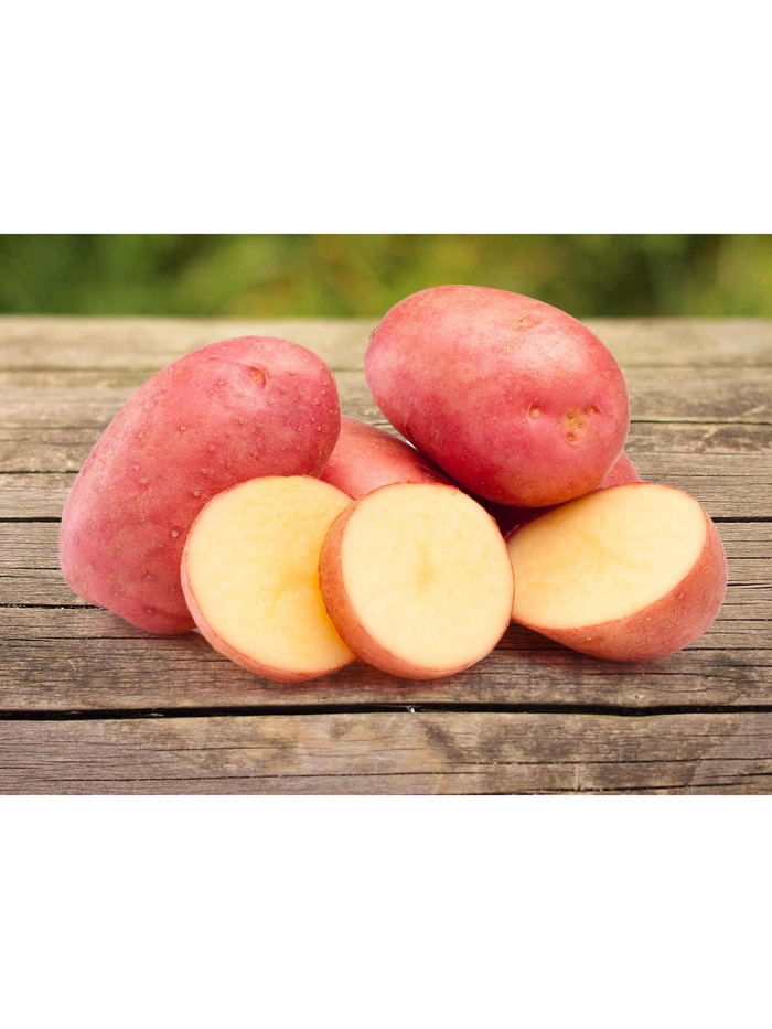 Семенной Картофель "Легенда", элита, 2,5 кг - Фото 1