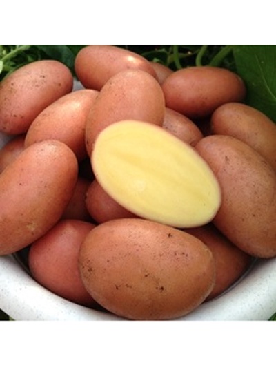 Семенной Картофель "Люкс", 1 репр, 2,5 кг