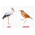 Обучающие карточки по методике Глена Домана «Птицы», 8 карт, 2+ - фото 9659302