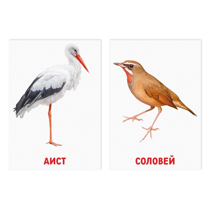 Обучающие карточки по методике Глена Домана «Птицы», 8 карт, 2+ - фото 1906695992