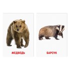 Обучающие карточки по методике Глена Домана «Лесные животные», 8 карт, 3+ - фото 4447609