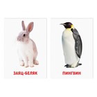 Обучающие карточки по методике Глена Домана «Животные севера», 8 карт, 3+ - фото 4447644