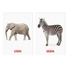 Обучающие карточки по методике Глена Домана «Животные африки», 8 карт, 3+ - фото 4447649