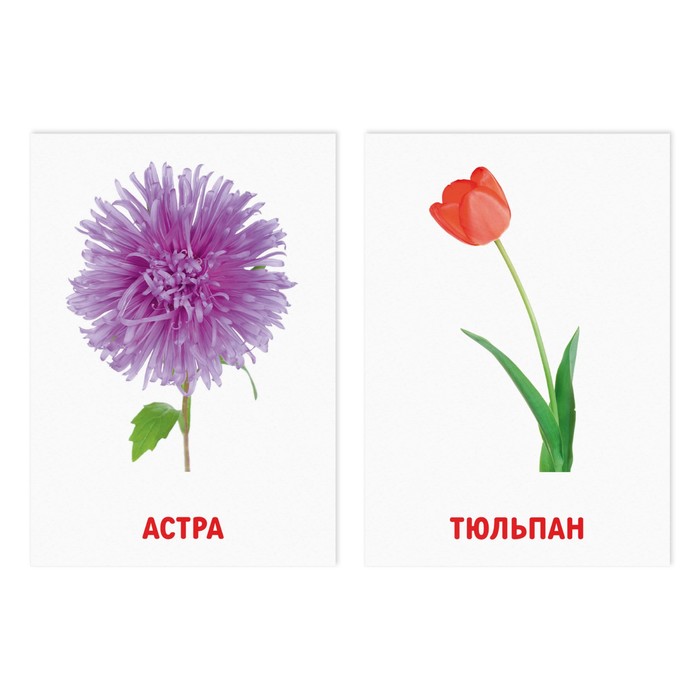 Обучающие карточки по методике Глена Домана «Цветы», 8 карт, 3+