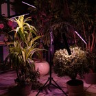 Светильник для растений светодиодный с таймером, на штативе Uniel, 60 Вт, LED, IP40, 2280х470х470 мм, цвет чёрный - Фото 6