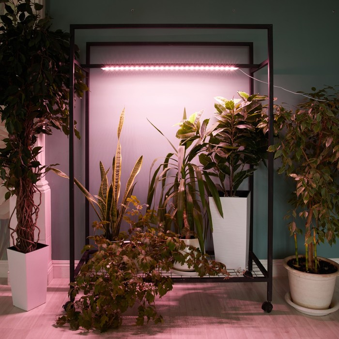 Светильник для растений светодиодный линейный, 900 мм Uniel, 14 Вт, LED, IP65, цвет прозрачный - фото 1908144728
