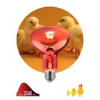 Инфракрасная лампа ЭРА ИКЗК 230-100 R95 E27 кратность 1 шт для обогрева животных и освещения 100 Вт - Фото 2