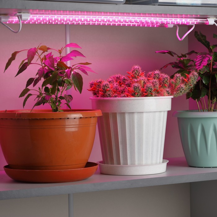 Модульный светильник для растений ЭРА FITO-3х10W-LINE-RB90 красно-синего спектра 30 Вт - фото 1908146840