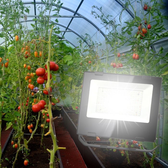 Фитопрожектор для растений светодиодный ЭРА FITO-50W-Ra90-LED для цветения и плодоношения полного сп - фото 1908146866