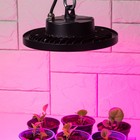 Фитопрожектор для растений светодиодный ЭРА FITO-50W-RB-LED-UFO красно-синего спектра 50 Вт IP65   1 - Фото 12