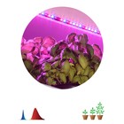 Светодиодная лента для растений ЭРА FITO-Strip Light-RB-2m красно-синего спектра, 2 м, IP65 с адапте - фото 4321702