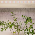 Светодиодная лента для растений ЭРА FITO-Strip Light-Rа90-3m полного спектра 3м IP65, с адаптером 12 - Фото 9