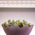 Светодиодная лента для растений ЭРА FITO-Strip Light-Rа90-3m полного спектра 3м IP65, с адаптером 12 - фото 9743254