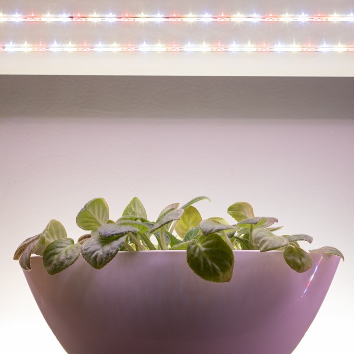 Светодиодная лента для растений ЭРА FITO-Strip Light-Rа90-3m полного спектра 3м IP65, с адаптером 12 - фото 1908146951