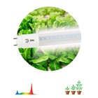 Фитолампа для растений светодиодная ЭРА FITO-18W-Ra90-Т8-G13-NL полного спектра 18 Вт Т8 G13   10472 - фото 300066016