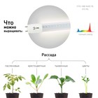 Фитолампа для растений светодиодная ЭРА FITO-18W-Ra90-Т8-G13-NL полного спектра 18 Вт Т8 G13   10472 - Фото 3