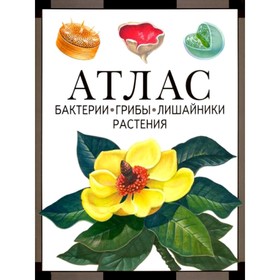 Бактерии, грибы, лишайники, растения. Атлас. 4-е издание. Черепанов И.В.