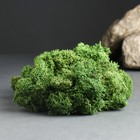 Мох ягель стабилизированный "Натуральный зелёный" 100 гр. - фото 3432332