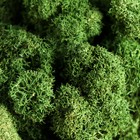 Мох ягель стабилизированный "Натуральный зелёный" 300 гр. - фото 24019454