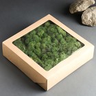 Мох ягель стабилизированный "Натуральный зелёный" 300 гр. - фото 24019455