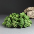 Мох ягель стабилизированный, премиум, "Натуральный зелёный" 1000 гр. - фото 9743706