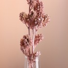 Набор сухоцветов "Солодка", банч 3 шт, длина 60 (+/- 6 см), розовый - Фото 2