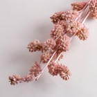 Набор сухоцветов "Солодка", банч 3 шт, длина 60 (+/- 6 см), розовый - Фото 3