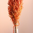 Набор сухоцветов "Овес", банч длина 60-65 (+/- 6 см), оранжевый - Фото 2