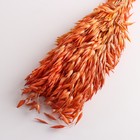 Набор сухоцветов "Овес", банч длина 60-65 (+/- 6 см), оранжевый - фото 9743718