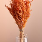 Набор сухоцветов "Просо", банч длина 45 (+/- 6 см), оранжевый - Фото 2