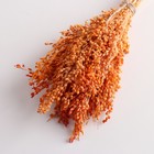 Набор сухоцветов "Просо", банч длина 45 (+/- 6 см), оранжевый - Фото 3