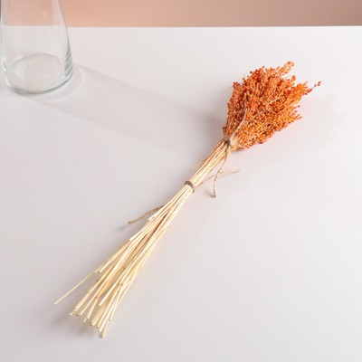 Набор сухоцветов "Просо", банч длина 45 (+/- 6 см), оранжевый