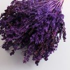 Набор сухоцветов "Шандра", банч длина 40 (+/- 6 см), фиолетовый - фото 9743722