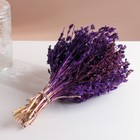 Набор сухоцветов "Шандра", банч длина 40 (+/- 6 см), фиолетовый - фото 9743723