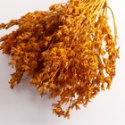 Набор сухоцветов "Шандра", банч длина 40 (+/- 6 см), горчица - фото 9743726