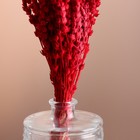 Набор сухоцветов "Железница", банч длина 35 (+/- 6 см), красный - фото 9743741