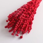 Набор сухоцветов "Железница", банч длина 35 (+/- 6 см), красный - фото 9743742
