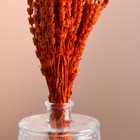Набор сухоцветов "Железница", банч длина 35 (+/- 6 см), оранжевый - фото 9743745