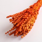 Набор сухоцветов "Железница", банч длина 35 (+/- 6 см), оранжевый - фото 9743746